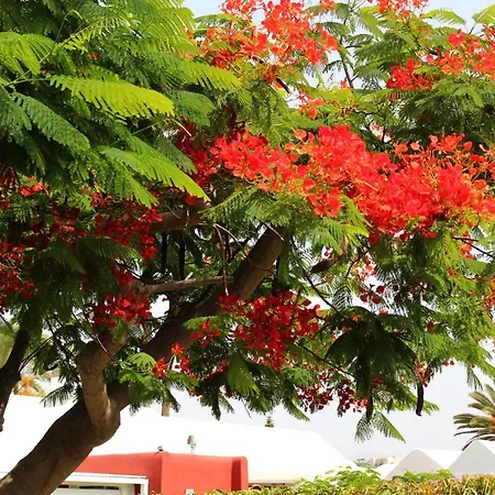 Albaricoques Vivac Tatil Evi *